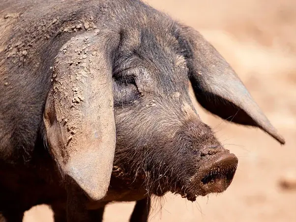 Cerdo ibérico en el campo